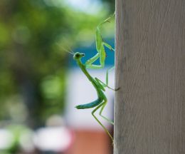 Praying mantis