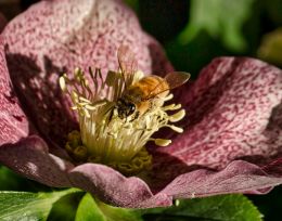 a happy bee