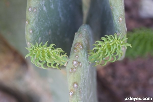 Creation of Cactus: Step 1