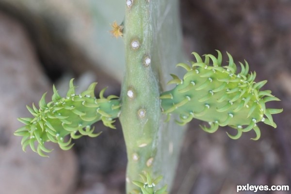 Creation of Cactus: Step 3