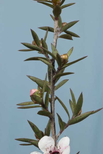 Creation of Manuka: Step 3