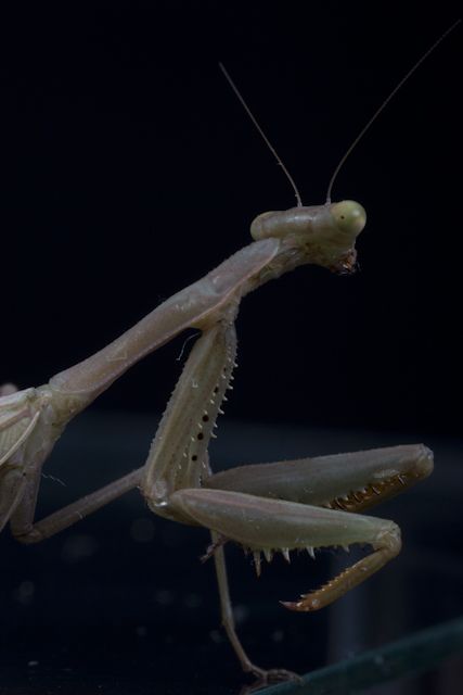 Creation of Praying Mantis: Step 1