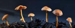 small fungi