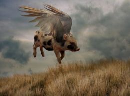 who said pigs cant fly