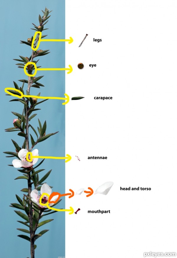 Creation of Manuka Bugs: Step 1