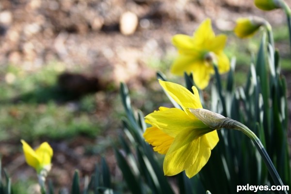 Quintessential Spring Flower