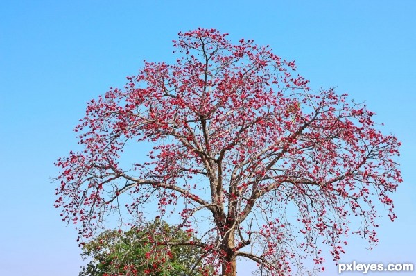 Red Cotton Tree