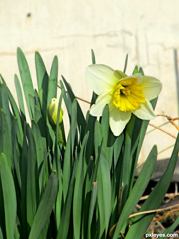 beautiful daffodil