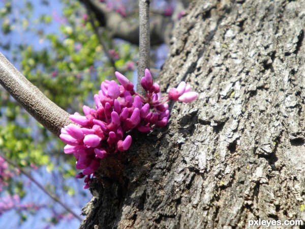 tree with blooms