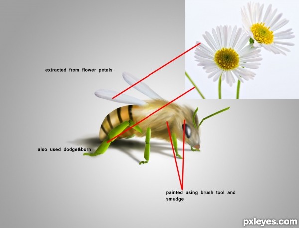 Creation of Bee: Step 1