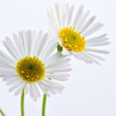 marguerite daisy source image