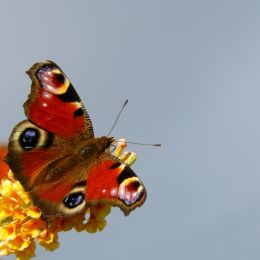 Peacockbutterfly