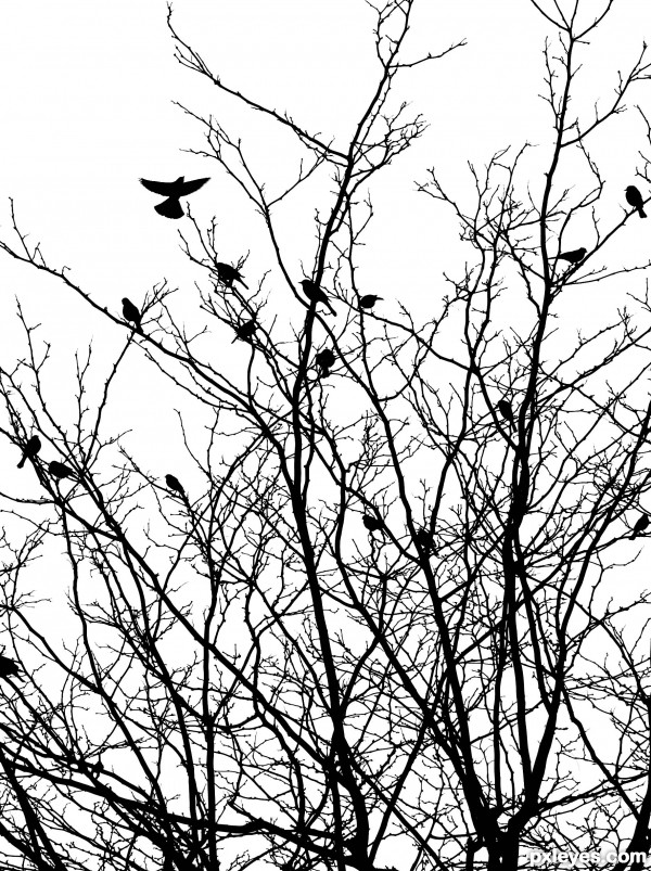 Black Birds