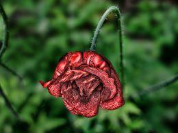 Rocking Horse Rose