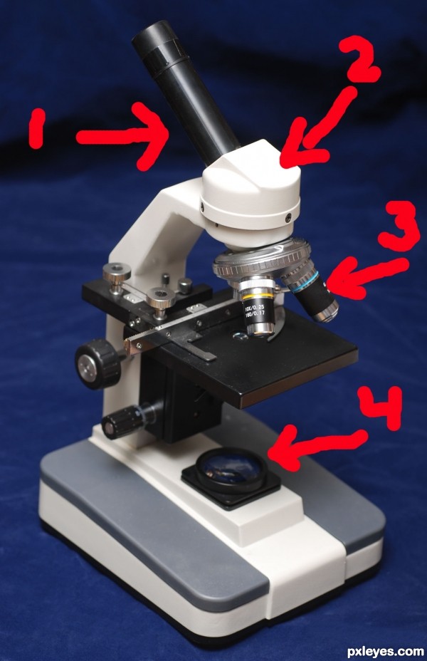 Creation of Creature in microscope: Step 1