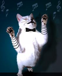 Its Cat Mime Conductor