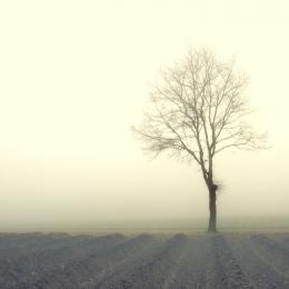 TreeintheMist