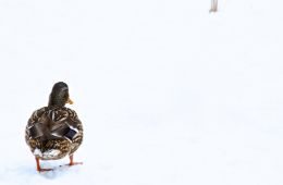 Duck in the Snow