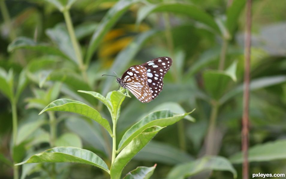 a blue butterfly