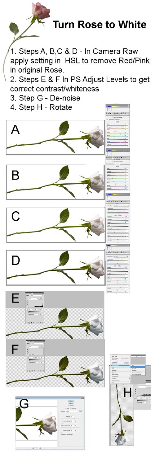 Creation of The Last Rose: Step 15