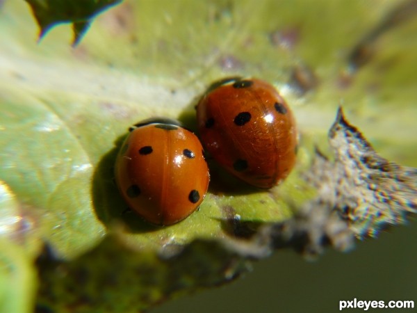 Creation of Ladybugs: Step 1