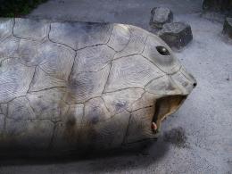 Turtle Seal
