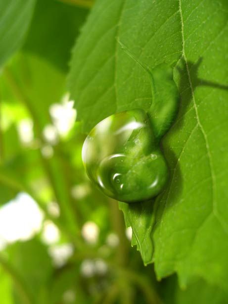 Creation of water snail: Step 2