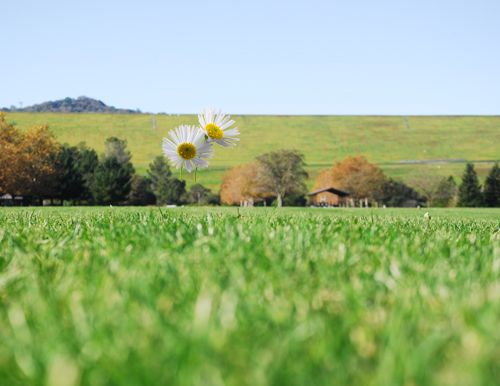 Creation of Tiptoe Through the Daisies: Step 1