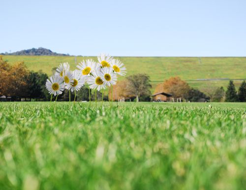 Creation of Tiptoe Through the Daisies: Step 2