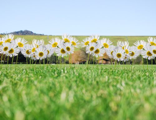 Creation of Tiptoe Through the Daisies: Step 3