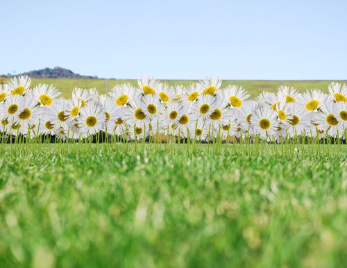 Creation of Tiptoe Through the Daisies: Step 4