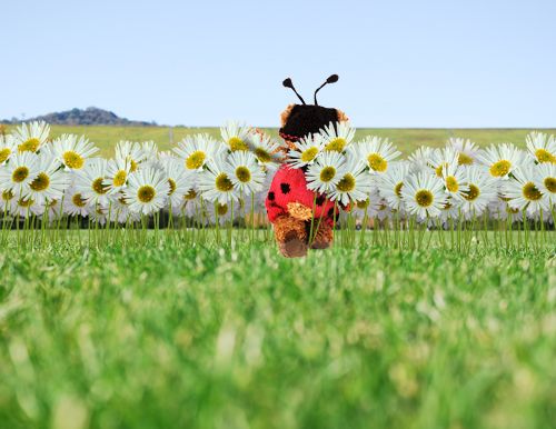 Creation of Tiptoe Through the Daisies: Step 6