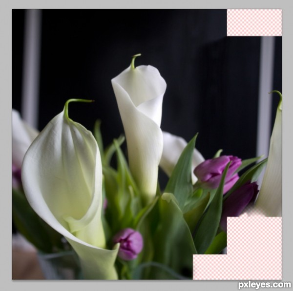 Creation of Calla Lilies: Step 3