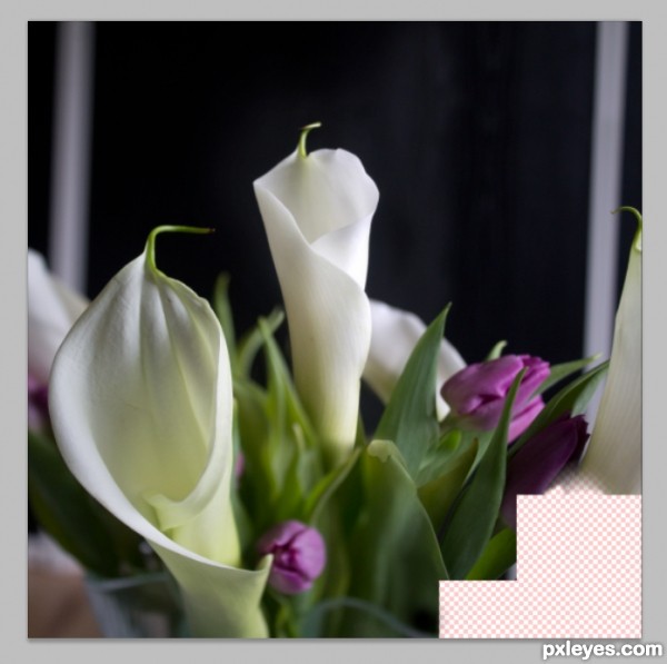 Creation of Calla Lilies: Step 4