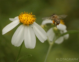 Beauty of the Bee