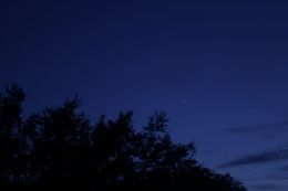 Moon and Trees