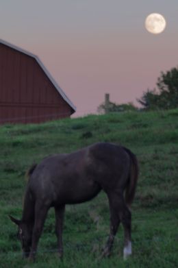 Horse and Moon