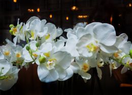 Orchids