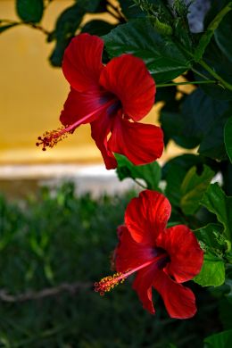 Hibiscus