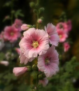 Hollyhocks