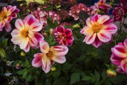 Dahlias