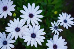 Osteospermum