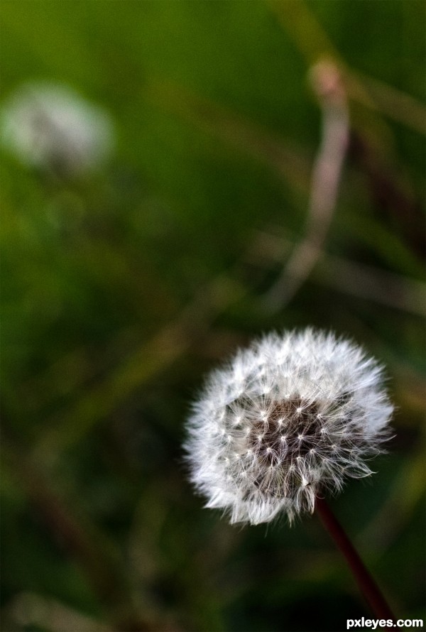 Creation of Dandelion: Step 1