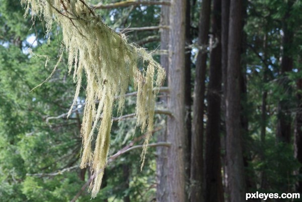 Creation of Lace in the forest: Step 1