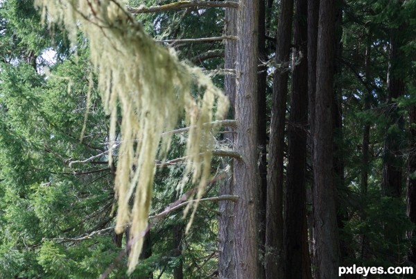 Creation of Lace in the forest: Step 2