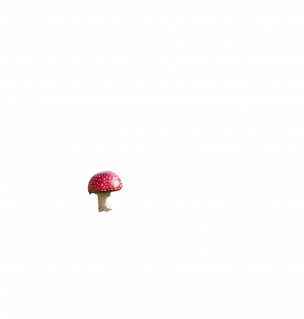 Creation of Mushroom world!: Step 3