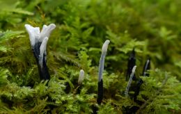 Stags horn fungus