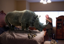 Bad Rhino!