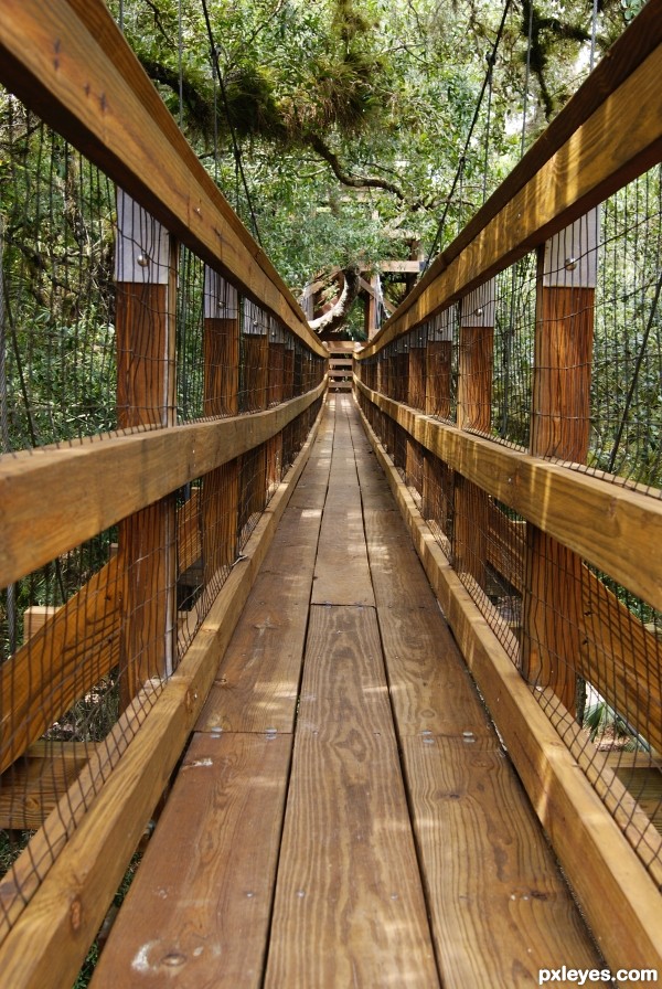 Creation of canopy walkway: Step 1