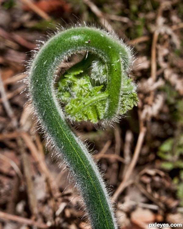 Koru